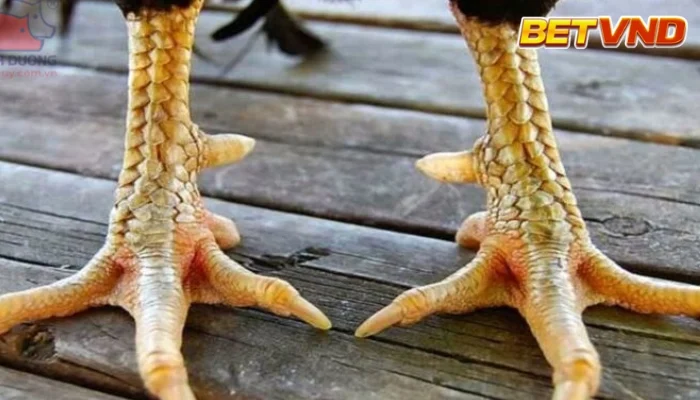 78 vảy gà tốt nên chọi