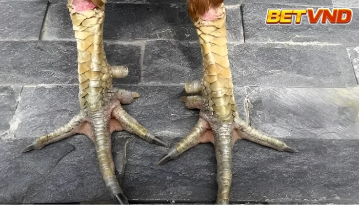 Các loại vảy gà tốt