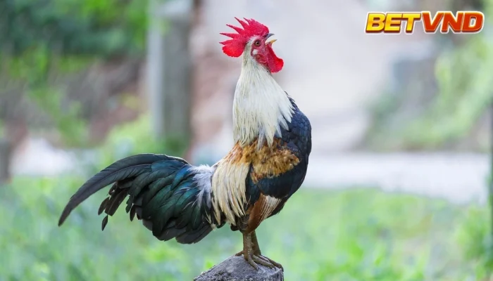 Cách chọn gà chọi hay