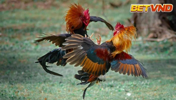 Cách chọn gà chọi thắng