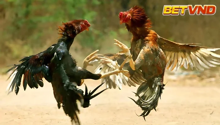 Đá gà Mỹ hôm nay