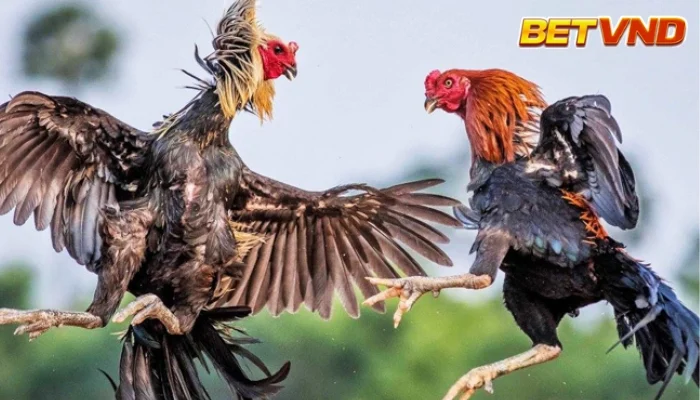 Đá gà tre là gì?