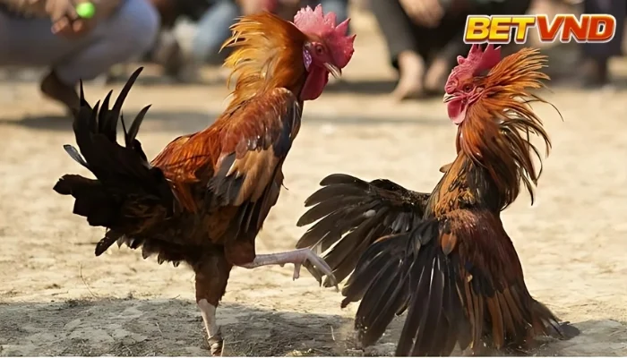 Lễ hộ chọi gà Viêt Nam