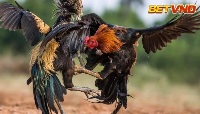 Lễ hội chọi gà