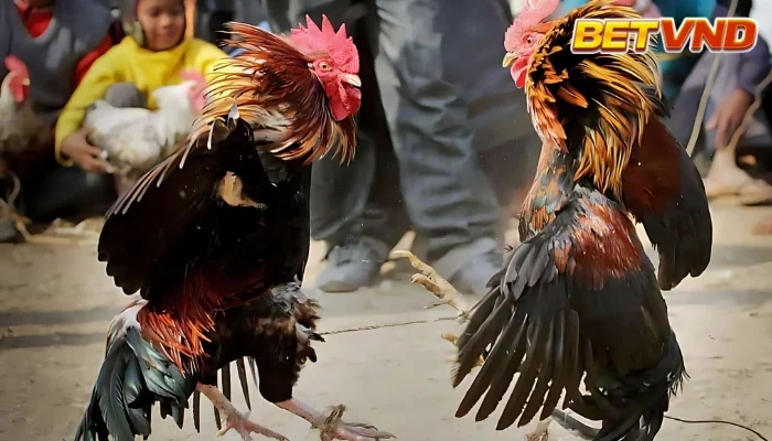 Màu mạng gà đá theo 12 con giáp