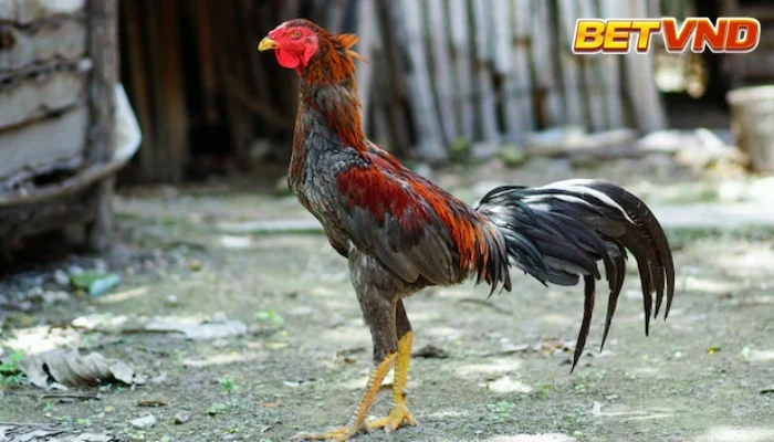 Nuôi gà tre để đá