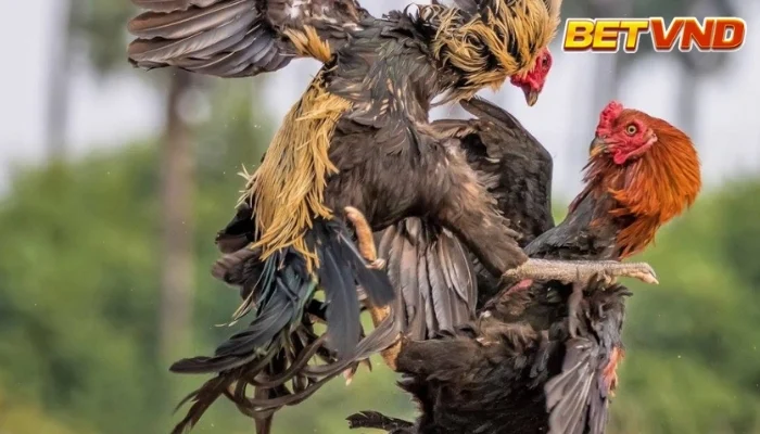 Tham gia lễ hội chọi gà