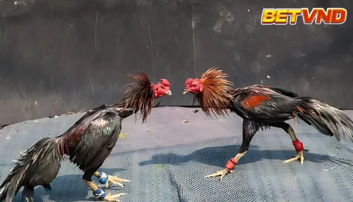 Trận đá gà 24 tỷ