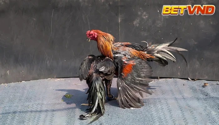 Trận đá gà độ 24 tỷ