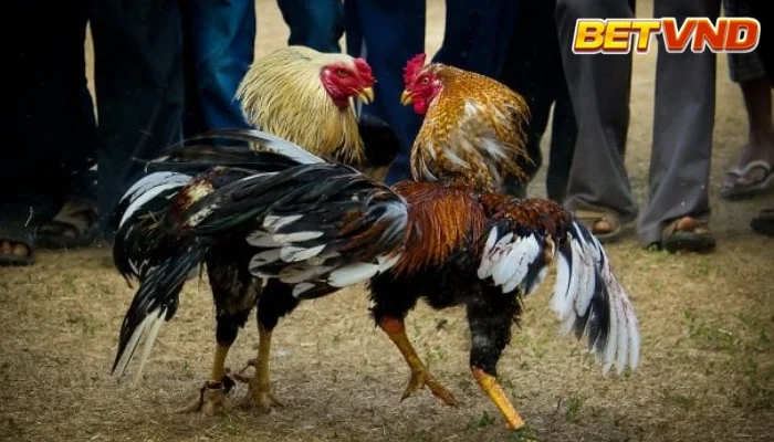 Xem ngày đá gà theo 12 con giáp