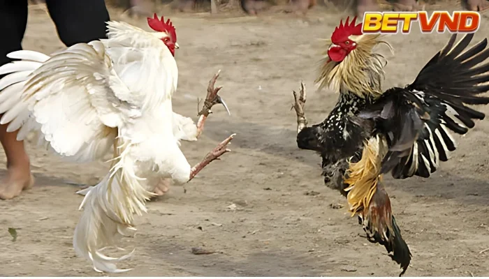 Đá gà cựa dao có phổ biến?