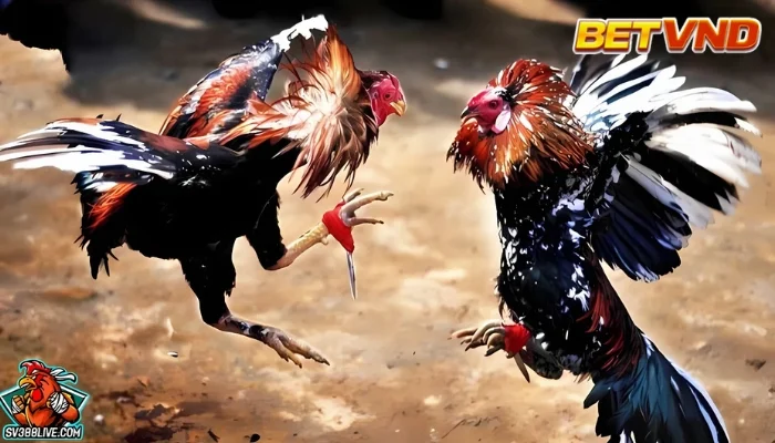 Đá gà cựa dao là gì?