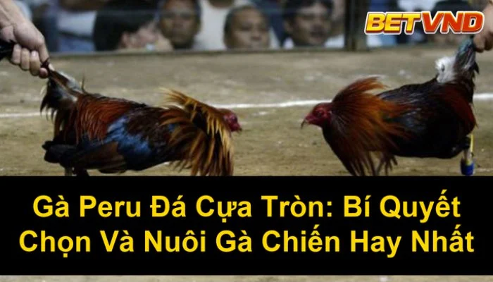 Cược đá gà cựa sắt Peru