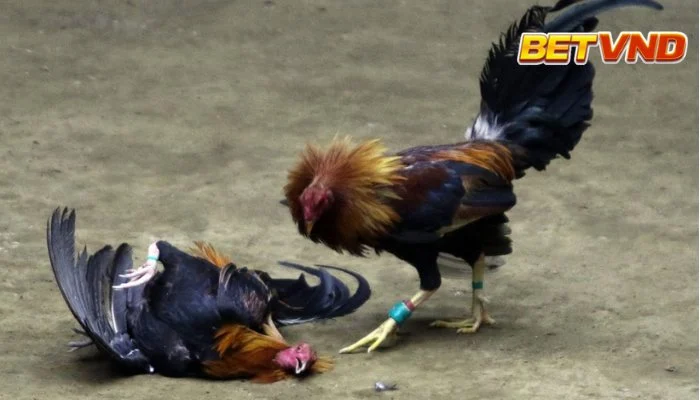 Đá gà cựa tròn 2025