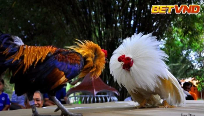 Tìm hiểu luật đá gà