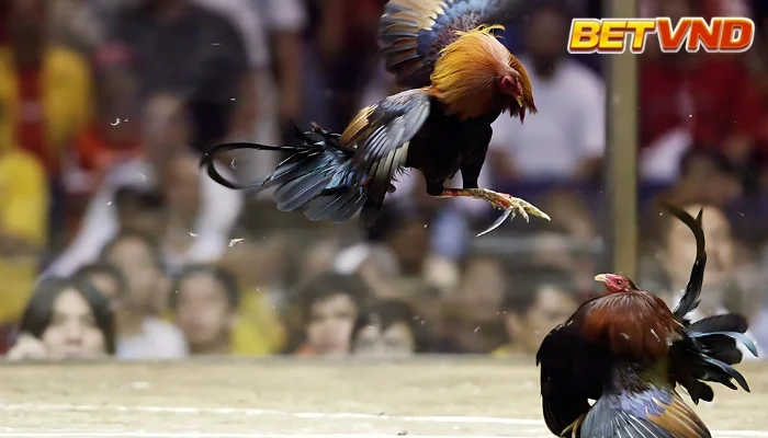 Những trận gà chọi hay nhất
