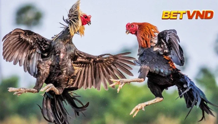 Thuốc Đá Gà Bịp: Sự Thật Trần Trụi và Những Cảnh Báo