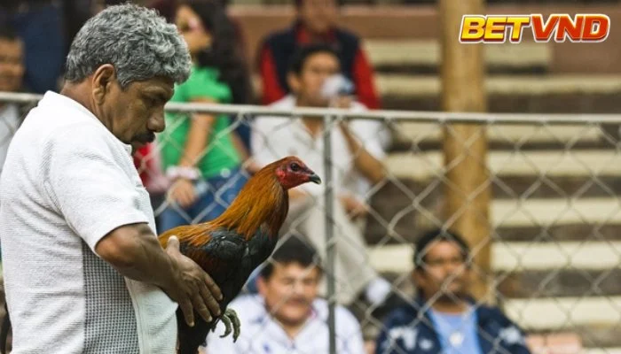 Cược đá gà Peru