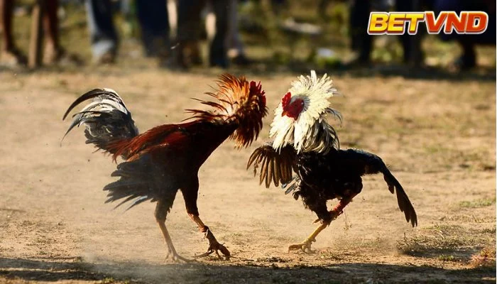 Đá Gà Cựa Sắt: Giải Mã Sức Hút và Những Điều Cần Biết